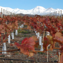 Argentina- Mendoza Vineyards and Mountains