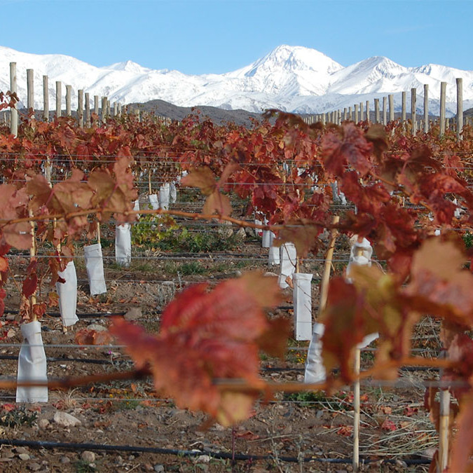 Argentina- Mendoza Vineyards and Mountains