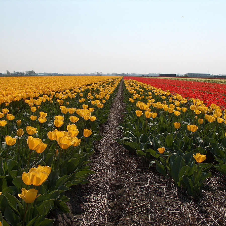 Netherlands- Nederland Tulpen