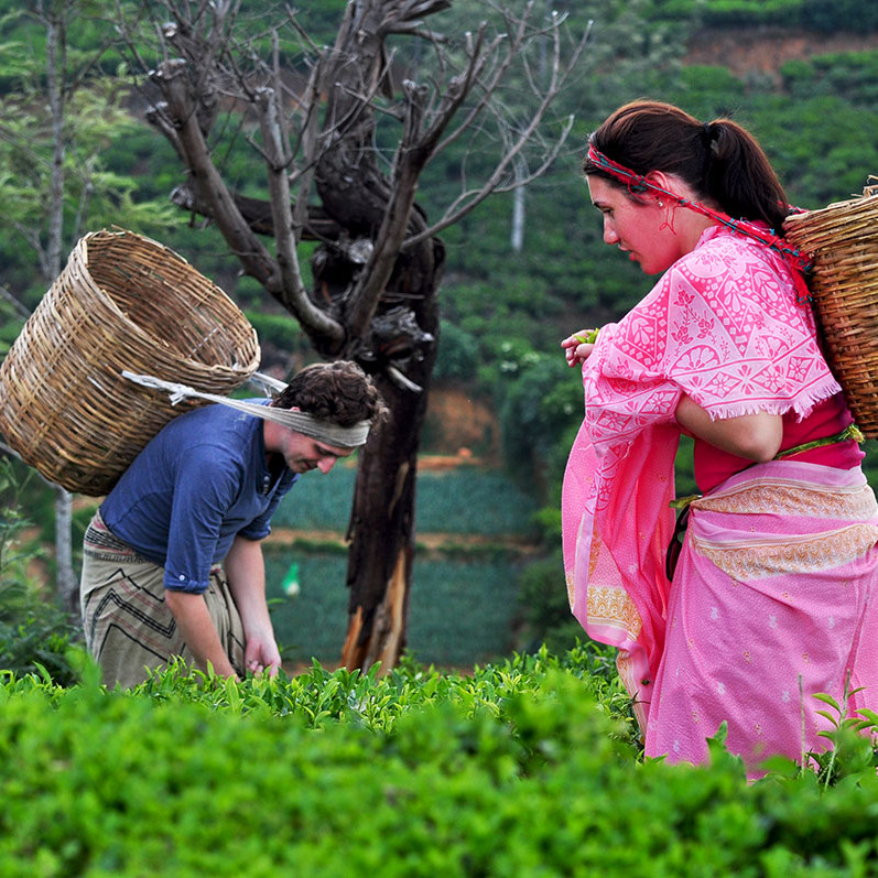 Sri Lanka heritance tea factory experiences tea plucking